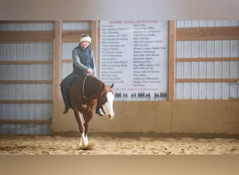 American Quarter Horse, Wałach, 10 lat, 152 cm, Ciemnokasztanowata