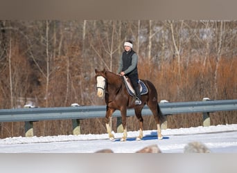 American Quarter Horse, Wałach, 10 lat, 152 cm, Ciemnokasztanowata