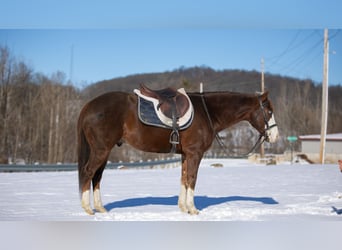 American Quarter Horse, Wałach, 10 lat, 152 cm, Ciemnokasztanowata