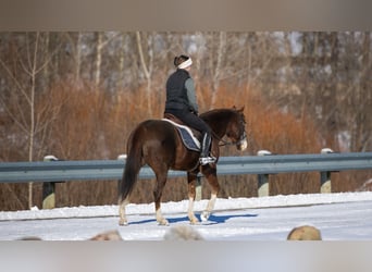 American Quarter Horse, Wałach, 10 lat, 152 cm, Ciemnokasztanowata