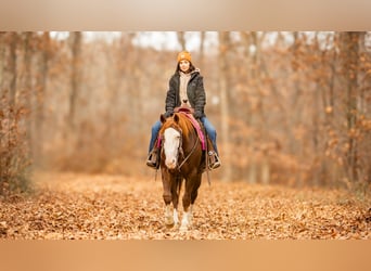 American Quarter Horse, Wałach, 10 lat, 152 cm, Ciemnokasztanowata