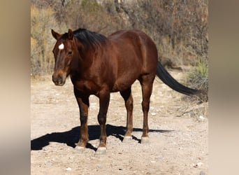 American Quarter Horse, Wałach, 10 lat, 152 cm, Ciemnokasztanowata