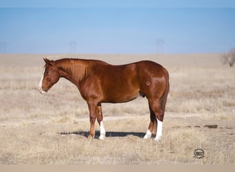 American Quarter Horse, Wałach, 10 lat, 152 cm, Cisawa