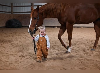 American Quarter Horse Mix, Wałach, 10 lat, 152 cm, Cisawa