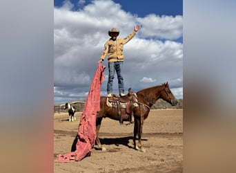 American Quarter Horse, Wałach, 10 lat, 152 cm, Cisawa