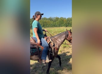 American Quarter Horse, Wałach, 10 lat, 152 cm, Gniada