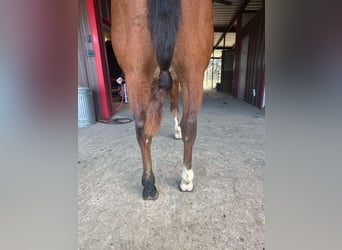 American Quarter Horse, Wałach, 10 lat, 152 cm, Gniada