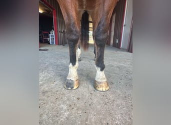 American Quarter Horse, Wałach, 10 lat, 152 cm, Gniada