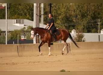 American Quarter Horse Mix, Wałach, 10 lat, 152 cm, Gniada