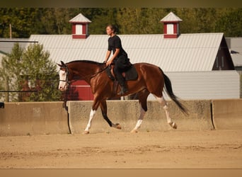 American Quarter Horse Mix, Wałach, 10 lat, 152 cm, Gniada