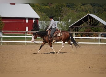 American Quarter Horse Mix, Wałach, 10 lat, 152 cm, Gniada