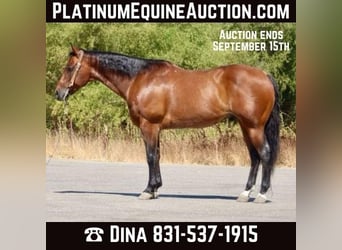 American Quarter Horse, Wałach, 10 lat, 152 cm, Gniadodereszowata