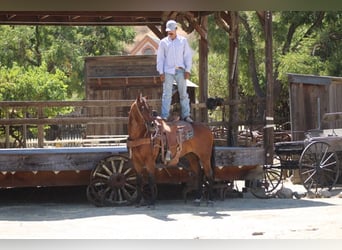 American Quarter Horse, Wałach, 10 lat, 152 cm, Gniadodereszowata