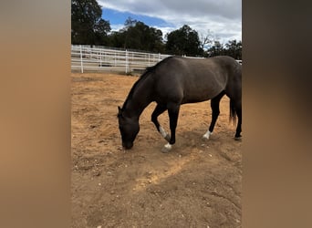 American Quarter Horse, Wałach, 10 lat, 152 cm, Grullo