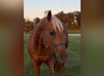 American Quarter Horse, Wałach, 10 lat, 152 cm, Izabelowata