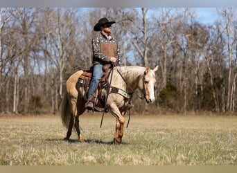 American Quarter Horse, Wałach, 10 lat, 152 cm, Izabelowata