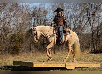 American Quarter Horse, Wałach, 10 lat, 152 cm, Izabelowata