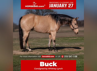 American Quarter Horse, Wałach, 10 lat, 152 cm, Jelenia