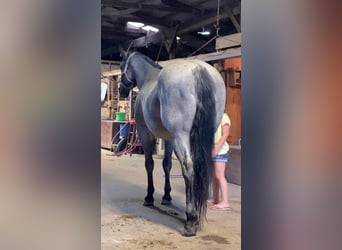 American Quarter Horse, Wałach, 10 lat, 152 cm, Karodereszowata
