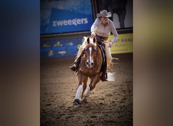 American Quarter Horse, Wałach, 10 lat, 152 cm, Kasztanowata