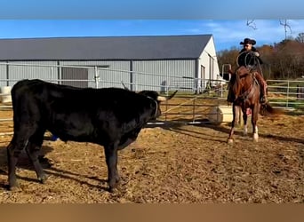 American Quarter Horse, Wałach, 10 lat, 152 cm, Kasztanowatodereszowata