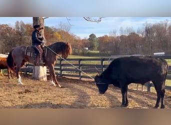 American Quarter Horse, Wałach, 10 lat, 152 cm, Kasztanowatodereszowata