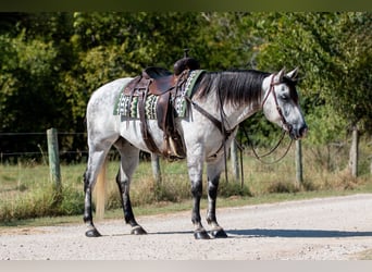 American Quarter Horse, Wałach, 10 lat, 152 cm, Siwa