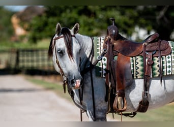 American Quarter Horse, Wałach, 10 lat, 152 cm, Siwa