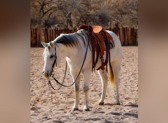 American Quarter Horse, Wałach, 10 lat, 152 cm, Siwa