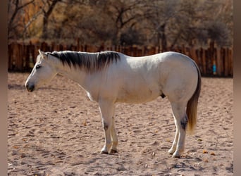 American Quarter Horse, Wałach, 10 lat, 152 cm, Siwa