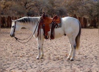 American Quarter Horse, Wałach, 10 lat, 152 cm, Siwa