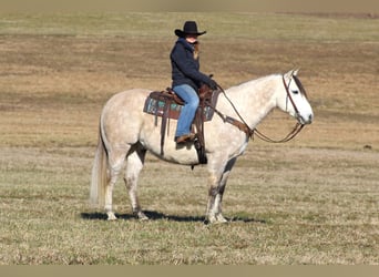 American Quarter Horse, Wałach, 10 lat, 152 cm, Siwa