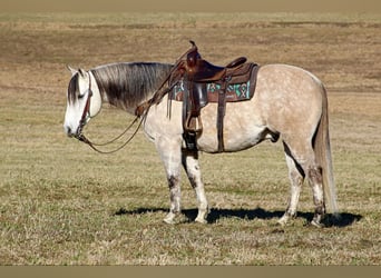 American Quarter Horse, Wałach, 10 lat, 152 cm, Siwa