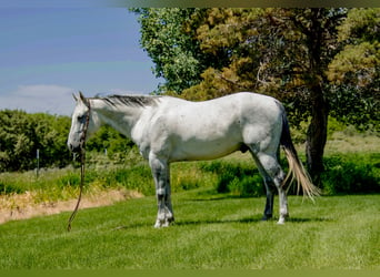 American Quarter Horse, Wałach, 10 lat, 152 cm, Siwa