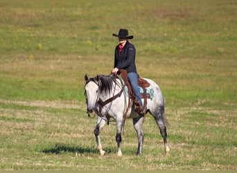 American Quarter Horse, Wałach, 10 lat, 152 cm, Siwa