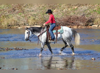 American Quarter Horse, Wałach, 10 lat, 152 cm, Siwa