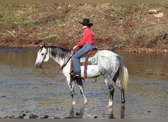 American Quarter Horse, Wałach, 10 lat, 152 cm, Siwa