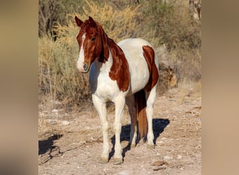 American Quarter Horse, Wałach, 10 lat, 152 cm, Tobiano wszelkich maści