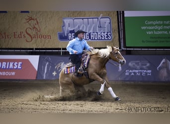 American Quarter Horse, Wałach, 10 lat, 154 cm, Kasztanowata