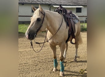 American Quarter Horse, Wałach, 10 lat, 154 cm