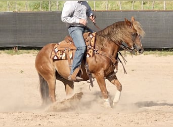 American Quarter Horse, Wałach, 10 lat, 155 cm, Ciemnokasztanowata