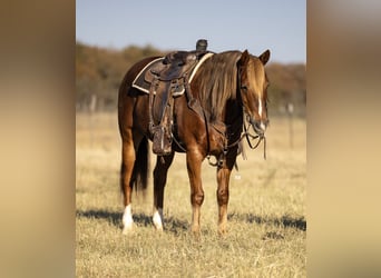 American Quarter Horse, Wałach, 10 lat, 155 cm, Ciemnokasztanowata