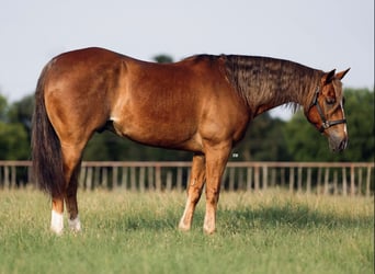 American Quarter Horse, Wałach, 10 lat, 155 cm, Ciemnokasztanowata