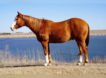 American Quarter Horse, Wałach, 10 lat, 155 cm, Cisawa