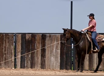 American Quarter Horse, Wałach, 10 lat, 155 cm, Gniada