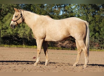 American Quarter Horse, Wałach, 10 lat, 155 cm, Izabelowata
