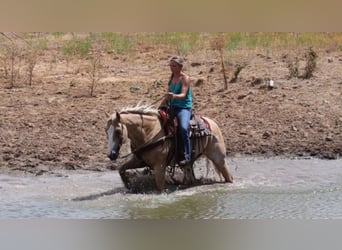 American Quarter Horse, Wałach, 10 lat, 155 cm, Izabelowata