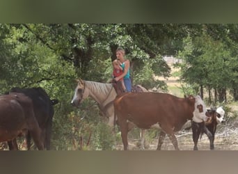 American Quarter Horse, Wałach, 10 lat, 155 cm, Izabelowata