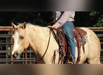 American Quarter Horse, Wałach, 10 lat, 155 cm, Izabelowata