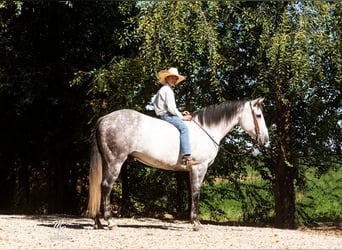 American Quarter Horse, Wałach, 10 lat, 155 cm, Siwa jabłkowita